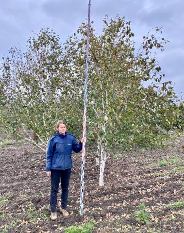 Betula utilis 'Doorenbos' Betula utilis 'Doorenbos'